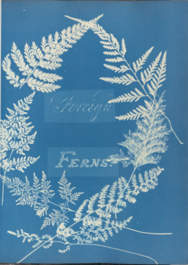 Cover of Foreign Ferns