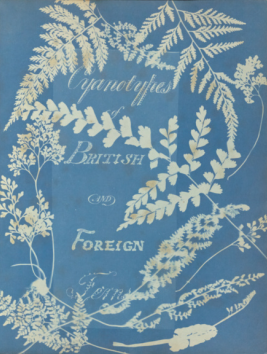 Cover of British and Foreign Ferns